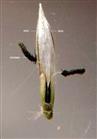  Palea 2-keeled, ciliate  at keels, floret callus ( at base ) laterally ciliate